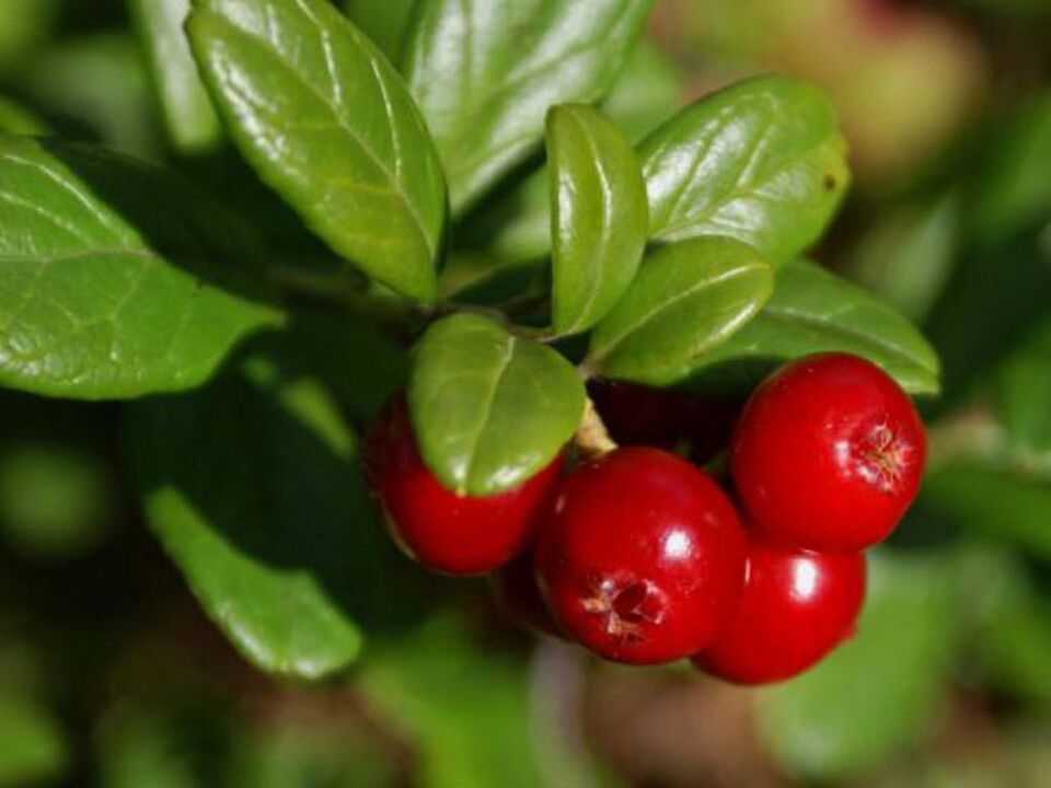 Lingonberry treats cystitis in women